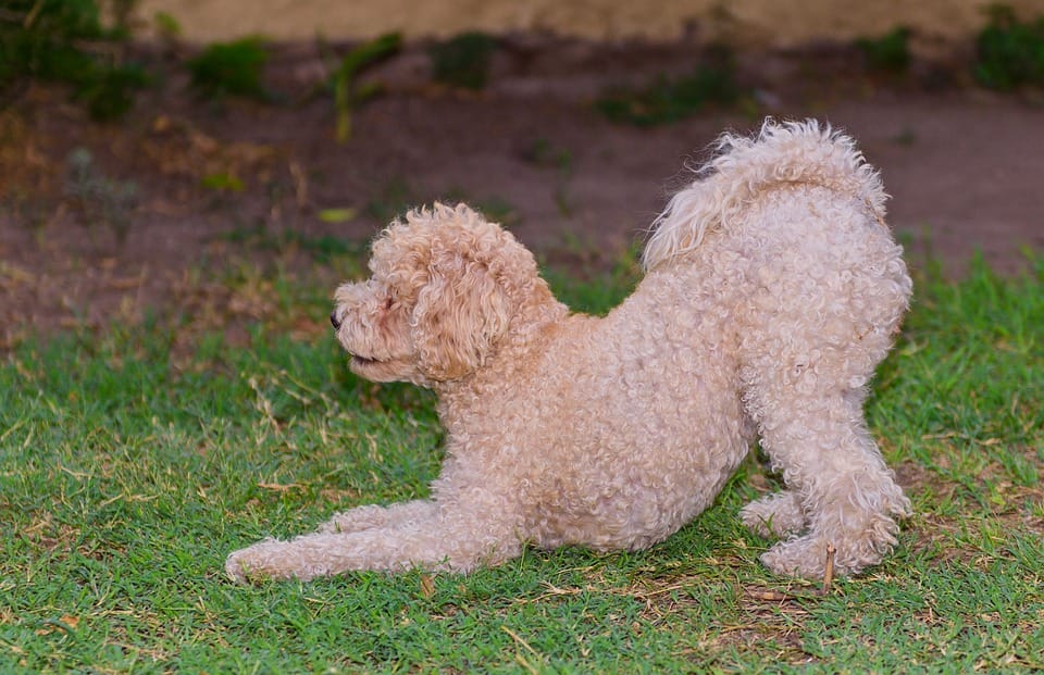 dog